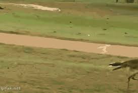 Bird Bouncing Golf Ball Https Encrypted Tbn0 Gstatic Com Images Q Tbn 3aand9gcsgnjfsylyw47b Fahobwhvii61kzffikwq6w Usqp Cau