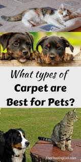 Maybe you would like to learn more about one of these? What Is The Best Carpet For Pets Stainmaster Petprotect Great For Dogs And Cats Types Of Carpet Best Carpet Pets
