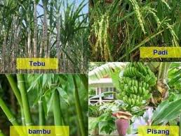 Jenis bunga yang paling lazim seperti bunga mawar, melati, tulip atau anggrek sudah banyak dibudidayakan di. Tumbuhan Monokotil Pengertian Contoh Kelompok Struktur