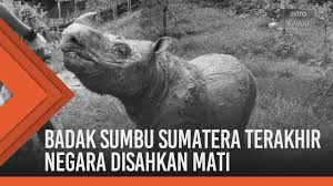 Look through examples of badak sumbu translation in sentences, listen to pronunciation and learn grammar. Badak Sumbu Sumatera Terakhir Negara Disahkan Mati Youtube