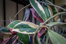 New leaves have a distinct pinkish shade which diminishes slowly with age. Hoya Purple Pride Finally Flowers For Me D