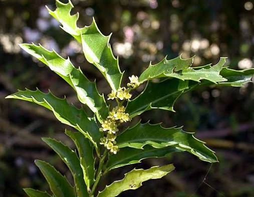 Maytenus ilicifolia | CABI Compendium