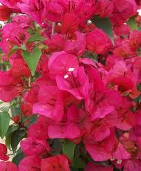 Dreamstime is the world`s largest stock photography community. Bougainvillea Flame Blooms Orange Red Or Brilliant Dark Red Orange Tinge With Green Leaves Tropical Zone 9