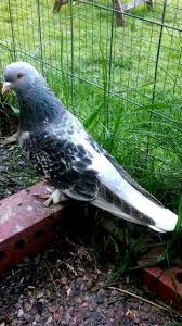 Pin By Hossein Adeli On Guvercin Pidgeon Animals And Pets Animals Pigeon