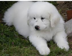 Black And White Great Pyrenees Dog White Great Pyrenees Puppy Picture Png Pyrenees Puppies Great Pyrenees Puppy Great Pyrenees