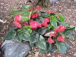 Image result for Andropterum