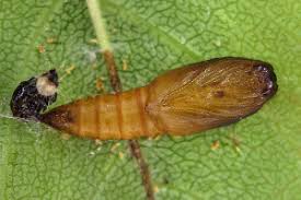 Image result for Archips rosanus