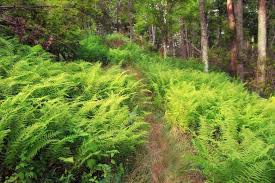 Image result for Heteranthoecia