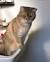 Tabby Golden Blue Golden Tabby British Shorthair