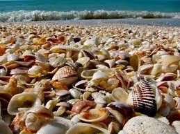 Wordpress Com Sanibel Island Beaches Sanibel Island Florida Sanibel Island