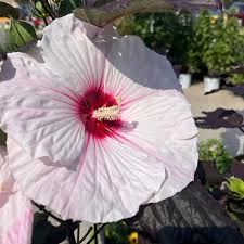 Image result for Hibiscus meyeri
