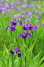 As well as being the scientific name, iris is also widely used as a common name for all iris speci. Wild Iris Alaskaphotographics Com Iris Flowers Alaska Flowers Wild Iris