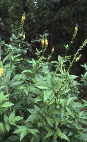 Image result for Agrimonia