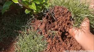 Cara pemanenan rumput ini yaitu dengan memotong rumput pendek sejajar dengan tanah. Rumput Jepang Tips Cara Lengkap Menanam Di Halaman