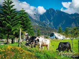 Desa cattle dairy farm is a dairy farm located at the foot of mount kinabalu in kundasang valley, sabah, malaysia owned by the desa cattle s. Kundasang Atv Desa Cow Farm Adventure Amazing Borneo Tours
