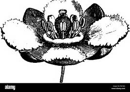 Image result for Glenniea