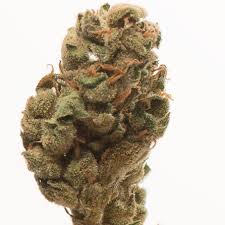 Super lemon haze strain origin. Original Haze X Skunk Hanfsamen Diskret Bestellen