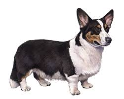 Cardigan Welsh Corgi Facts - Wisdom ...