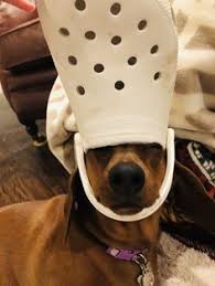 Maybe you would like to learn more about one of these? 33 Dogs With Crocs On Their Heads Ideas Funny Animals Animal Memes Cute Animals