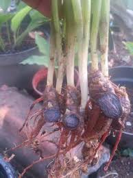 Kunyit merupakan salah satu rempah yang sangat banyak terdapat di indonesia, bahkan tidak sedikit yang menjadikannya sebagai herbal tradisional. Harga Rm200 Sekilogram Ini Khasiat Kunyit Hitam Kaempferia Parviflora Yang Ramai Tidak Tahu My Info Berita