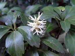 The pachysandra are but one example of a once connected distribution that has been fragmented by subsequent sea level rise. Genus Pachysandra Mountain Spurge Go Botany