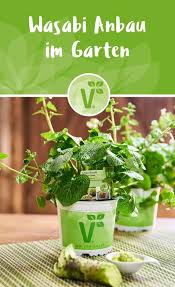 Wasabi Pflanzen Im Garten Anbauen Jetzt Wasabi Pflanzen Kaufen Pflanzen Kaufen Pflanzen Garten Pflanzen