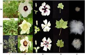 Image result for Craterostigma hirsutum