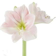 Light Pink Flowers Pink Flowers Pink Flower Bouquet Light Pink Roses Pink Amaryllis Pink Flower Bouquet Amaryllis Flowers