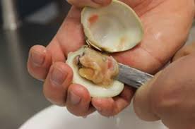How to shuck soft shell clams. Clam Shucking Tips From A Pro Edible Rhody