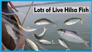Https Youtu Be Pm6cpxbywm Hilsa Ilish Hilsafish Fishing Videos Happy Fishing Fish