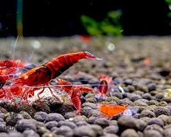 Obrázek: happy shrimps eating HWA food