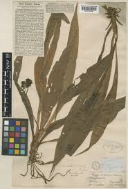 Image result for Chlorophytum blepharophyllum Schweinf. ex Baker