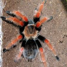 Image result for Barleria boehmii