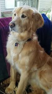 The Most Beautiful And The Best Dog In The World Is A Golden Retriever Dogs Golden Retriever Golden Retriever Dog Breeds