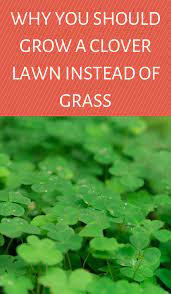 Why You Should Grow A Clover Lawn Instead Of Grass Gardening Sun Clover Lawn Garden Ideas To Make Lawn