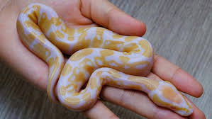 Getting an albino ball python costs much more than the average and some ball pythons are worth tens of thousands. Albino Ball Python Care Appearance Facts Az Reptiles