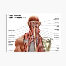 Neck muscles help support the cervical spine and contribute to movements of the head, neck, upper back, and shoulders. Human Anatomy Showing Deep Muscles In The Neck And Upper Back Poster By Stocktrekimages Redbubble
