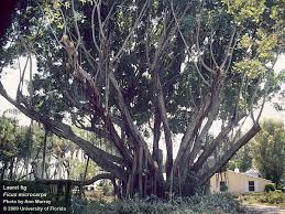 Image result for Ficus muelleriana