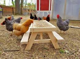 This Mini Picnic Table For Chickens Lets Your Fowl Feed With A Little Bit Of Dignity In 2020 Chickens Backyard Small Chicken Coops Chicken Humor
