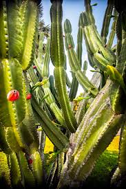 The peruvian apple cactus is a large, hardy, fruiting cactus native to brazil, uruguay and argentina. Snagging Our Stares Striking Cactus Grabs Attention On Port Charlotte Corner Charlotte Sun Yoursun Com