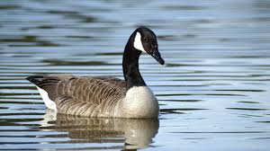 Photo Eure-et-Loir : une oie blesse par une flche il y a plusieurs ...