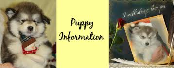 Check spelling or type a new query. Alaskan Malamute Puppies Shelaskan Alaskan Malamutes Canadian Breeder Of Quality Puppies In Ontario