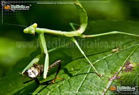 Praying Mantis