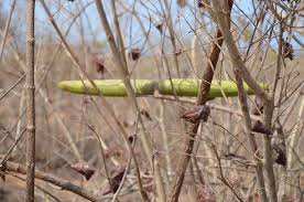 Image result for Strophanthus sarmentosus