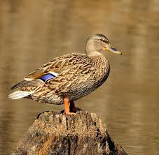 نتیجه جستجوی لغت [canard] در گوگل