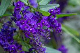 Image result for Hardenbergia