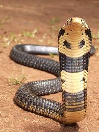 Pin By Chloe Brock On Its A Herpetologist Thing Snake Photos Snake King Cobra Snake