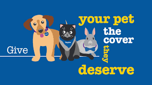 Petplan offers three types of insurance, one of which is sure to suit you and your dog. Pet Insurance Types Of Cover Petplan Youtube