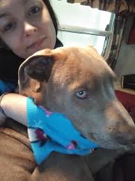 Yellow lab/mastiff mix missing in Piedmont area