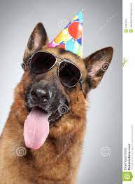 German Shepherd In Cone And Dark Sunglasses German Shepherd Funny German Shepherd Dogs German Shepherd